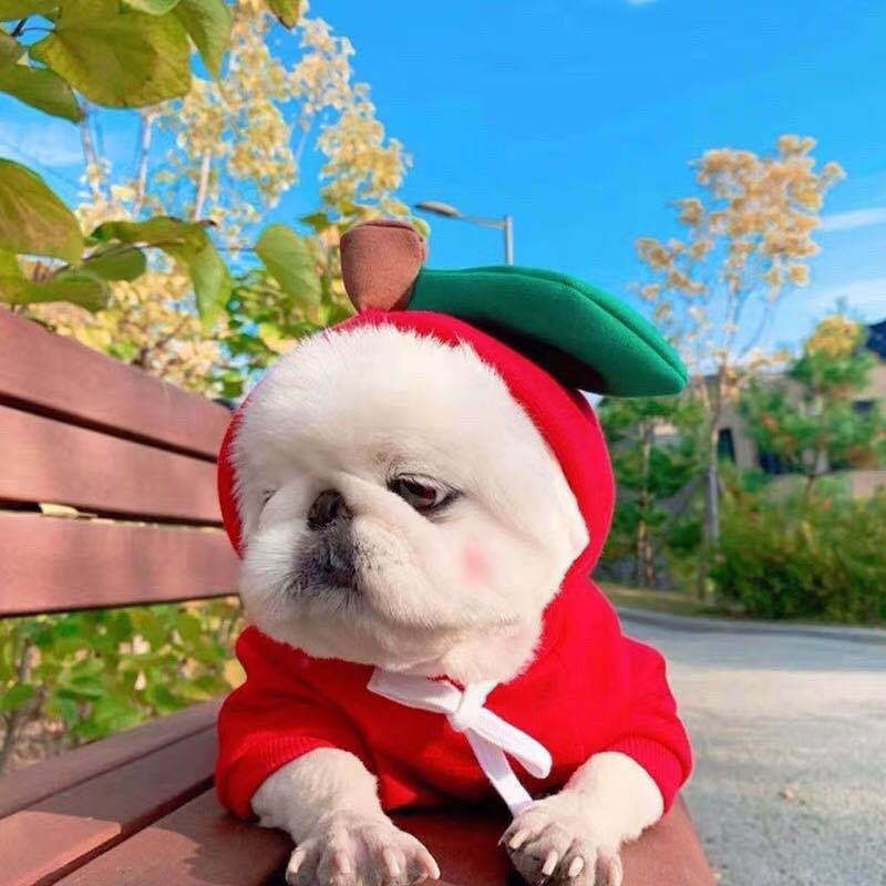 Cute Fruit Hoodie for Small Dogs & Cats – Winter Warm Fleece Outfit
