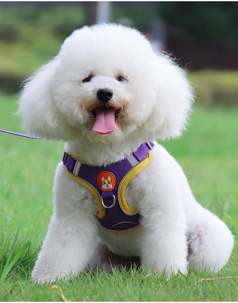 How to Train Your Pets at Home: Simple and Effective Techniques